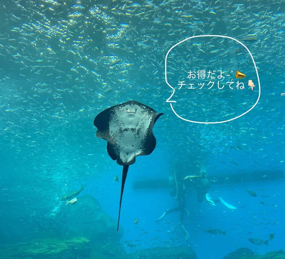 目に止まったら絶対見て 👀